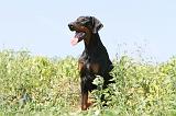 DOBERMANN 925